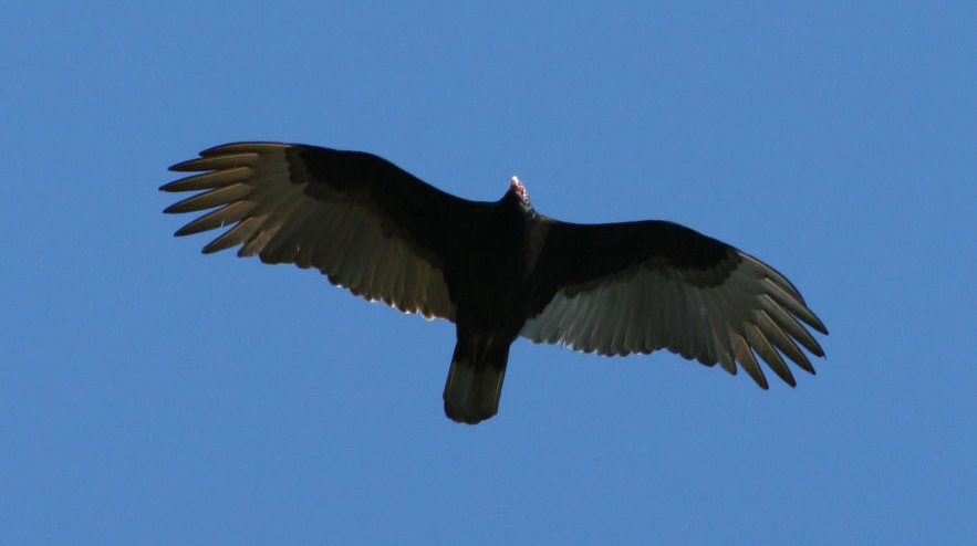 Vulture