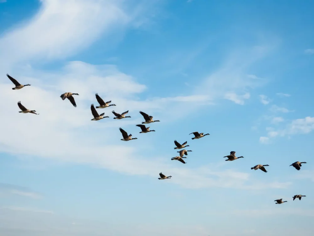 Migrating birds - Photo by Nick Fewings on Unsplash